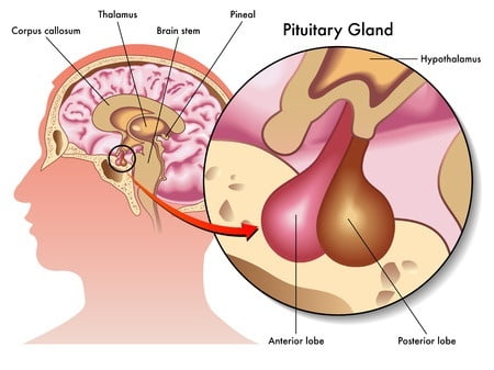 Stimulate Pituitary, Parathyroid, And Pineal Glands